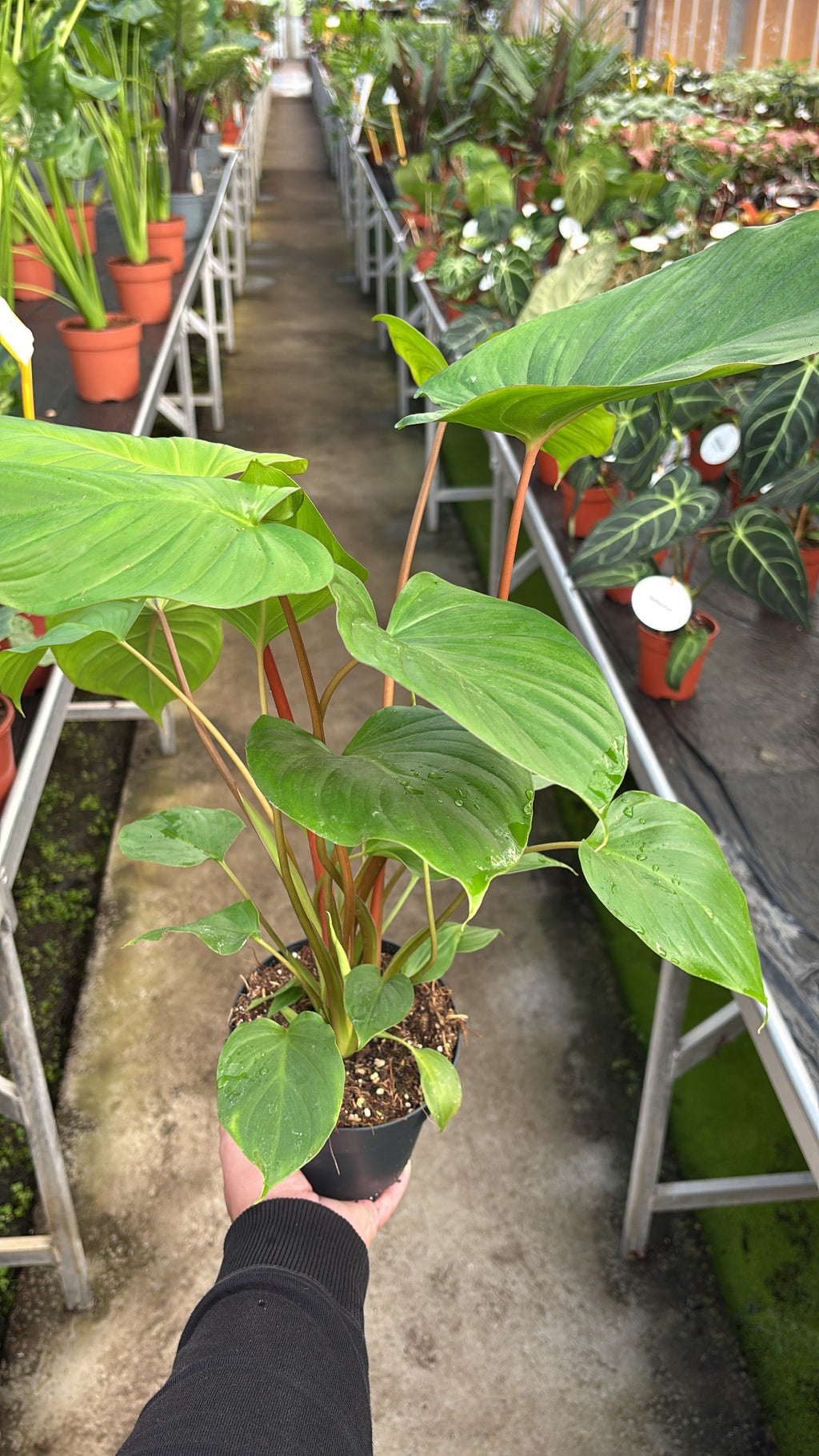 Homalomena erubescens – Pot 14 cm