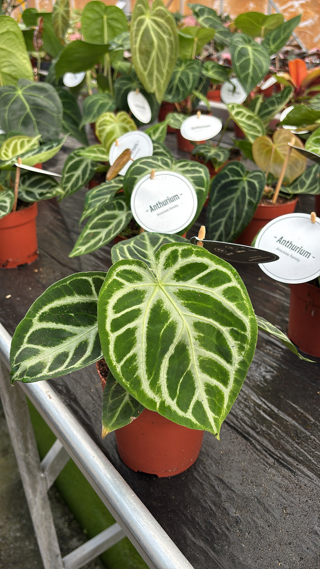 Anthurium sylver blush pot 12cm