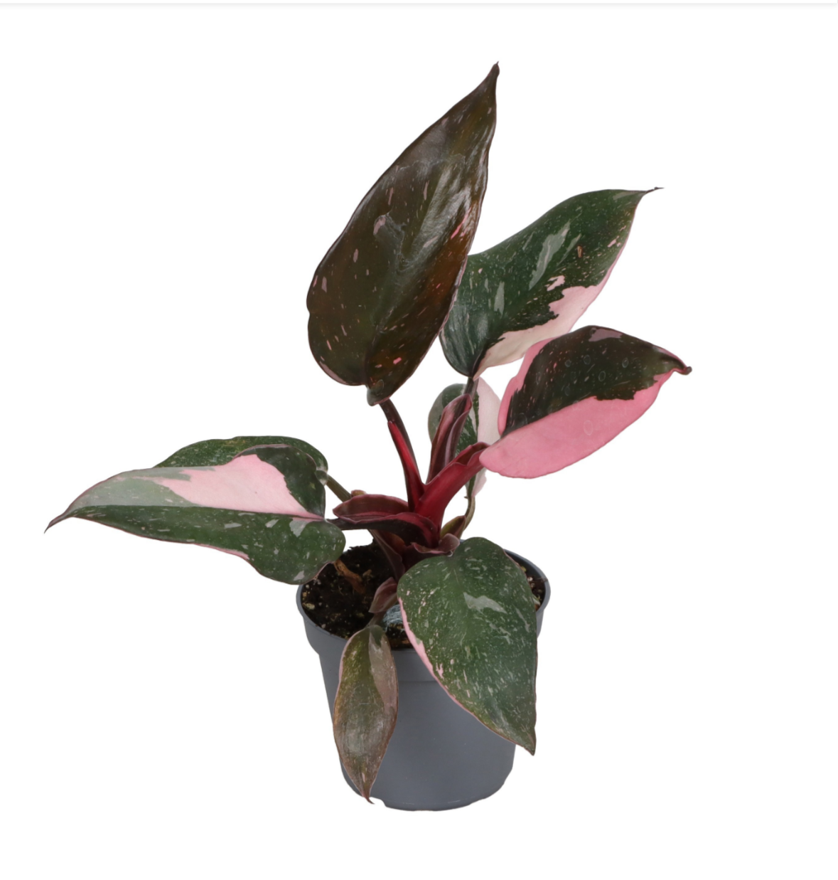 Philodendron Pink Princess Marble – Pot 6 cm 🌿💗