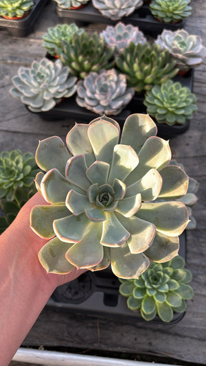 Echeveria – Pot 8 cm