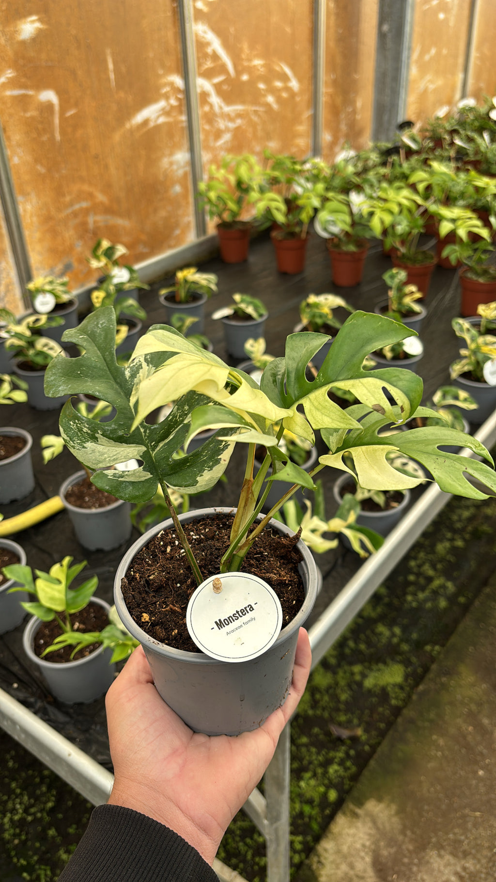 Rhaphidophora Tetrasperma Variegata – Pot 12 cm