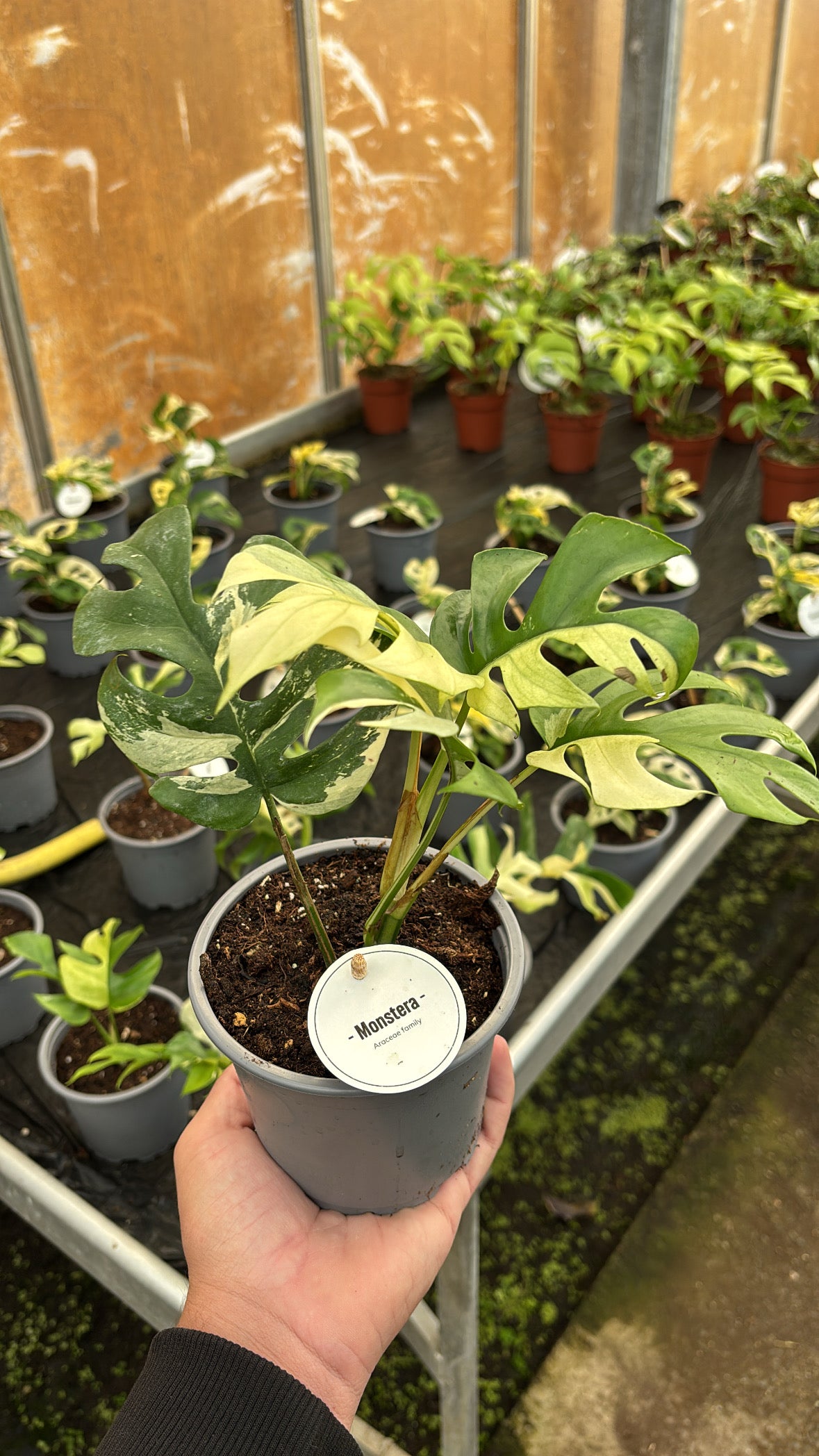 Rhaphidophora Tetrasperma Variegata – Pot 12 cm