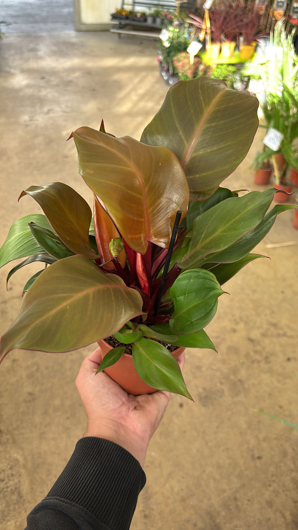 Philodendron ‘Sunlight’ – Pot 12 cm