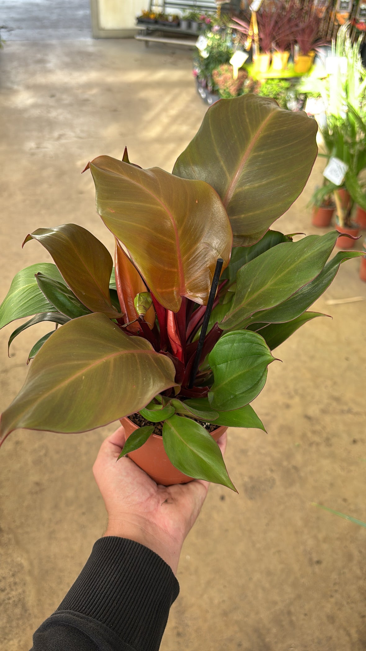 Philodendron ‘Sunlight’ – Pot 12 cm