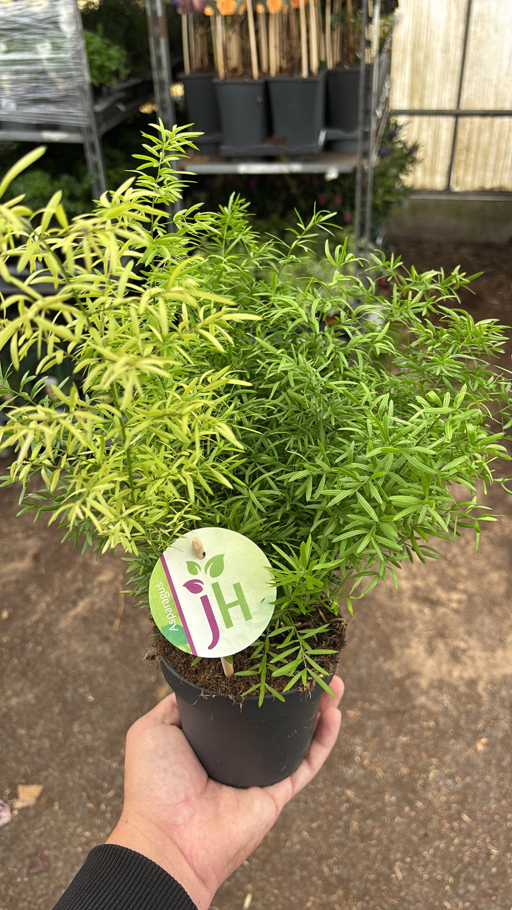 Asparagus ‘Sprengeri’ – Pot 12 cm