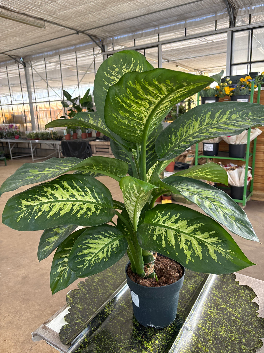 Dieffenbachia ‘Tropic Snow’ – env. 90 cm