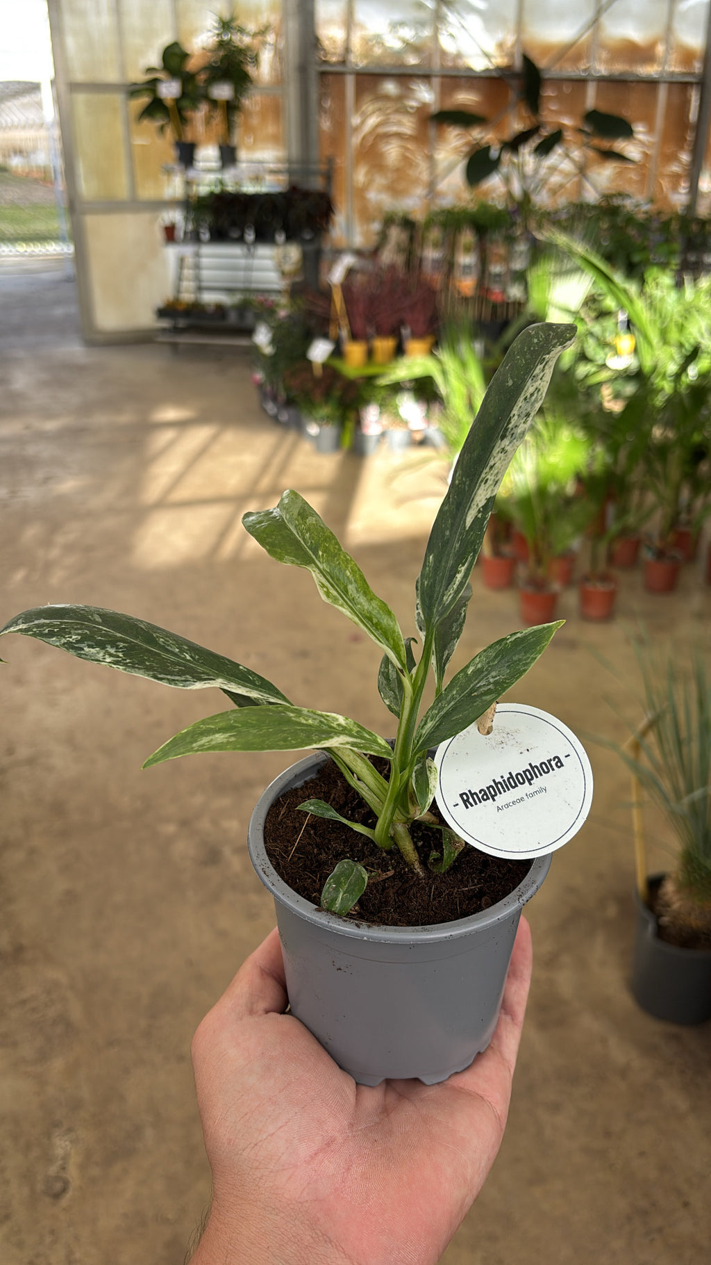 Rhaphidophora puberula variegata – Pot 10 cm