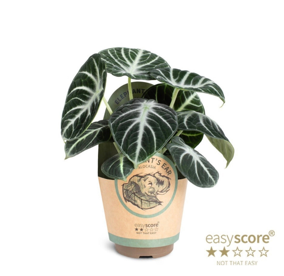 Alocasia ‘Ninja’ – Pot 11 cm 🌿🖤
