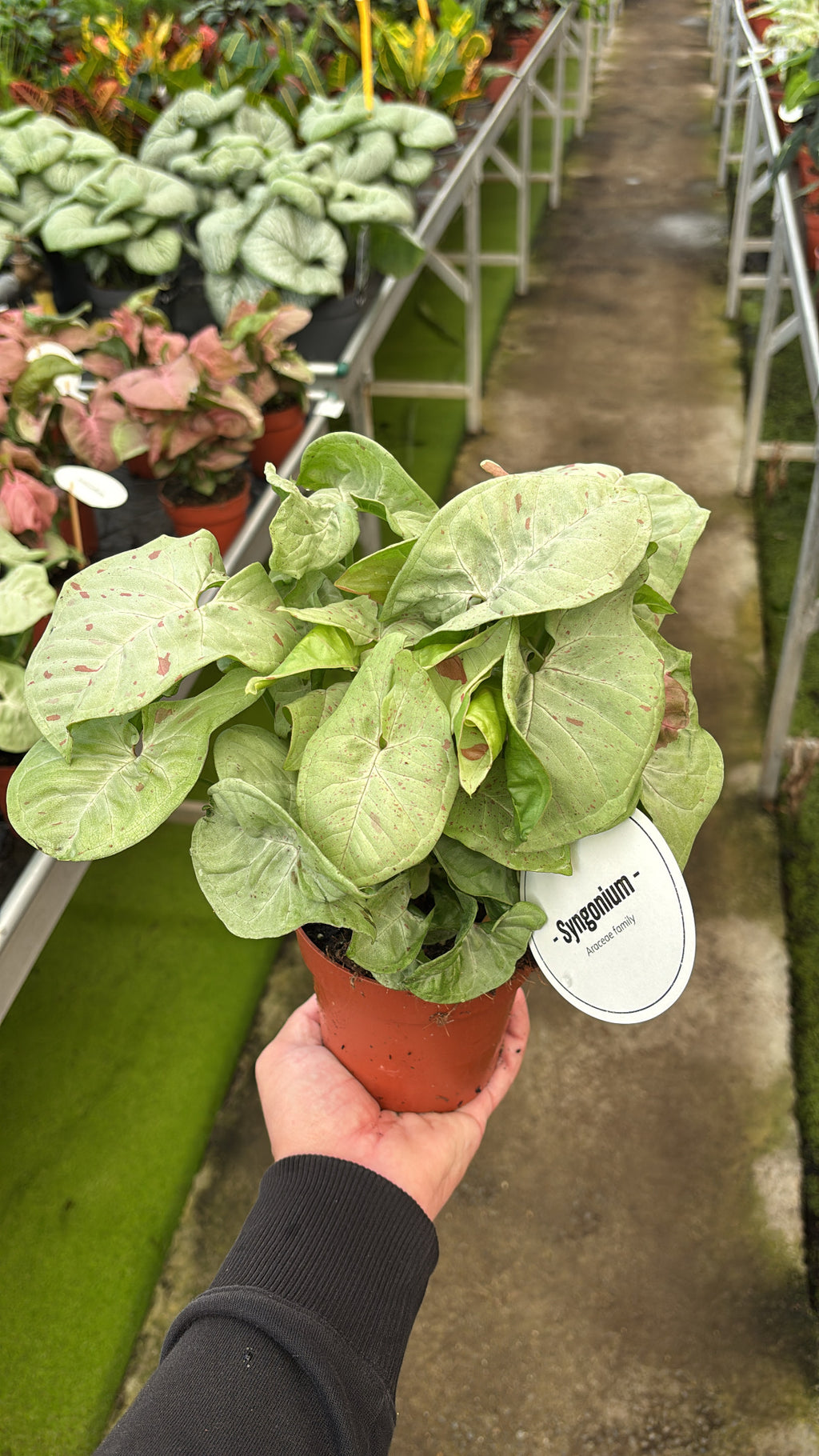 Syngonium Confetti – Pot 12 cm