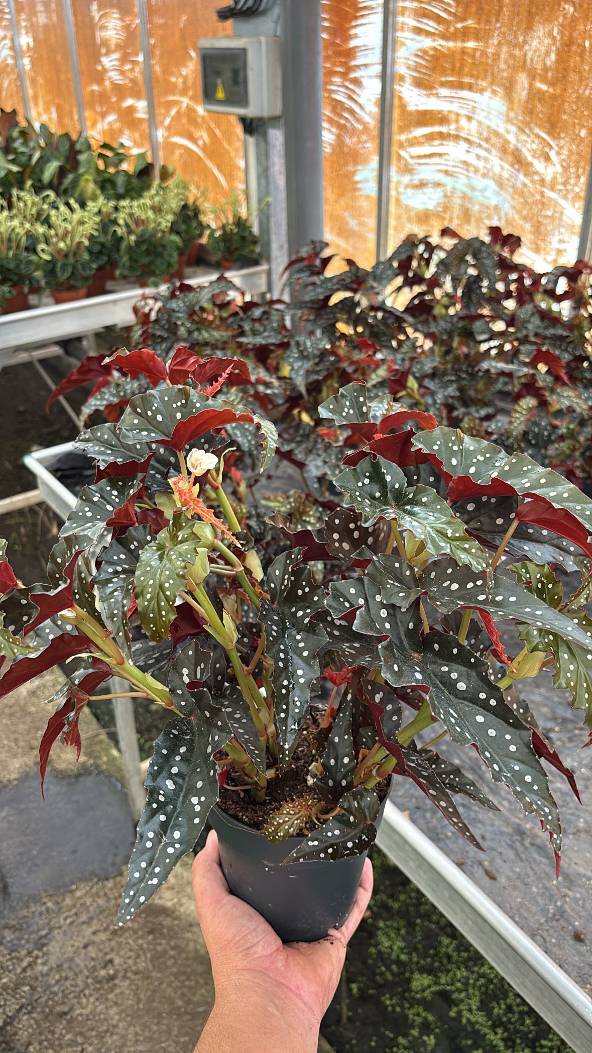 Begonia Black Forest  Pot 12 cm