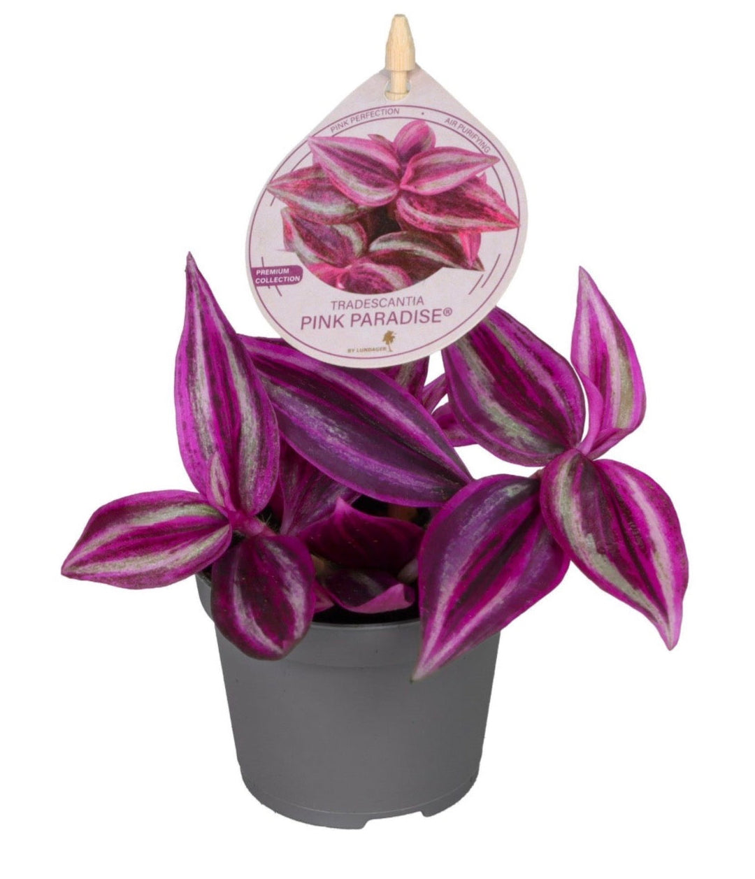 Tradescantia ‘Pink Paradise’ – Pot 6 cm 💗🌿