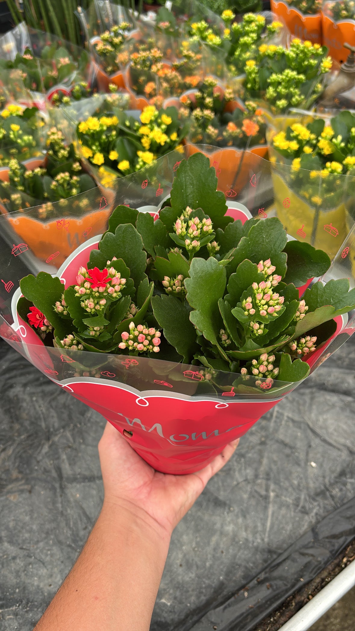 Kalanchoé – Pot 15 cm