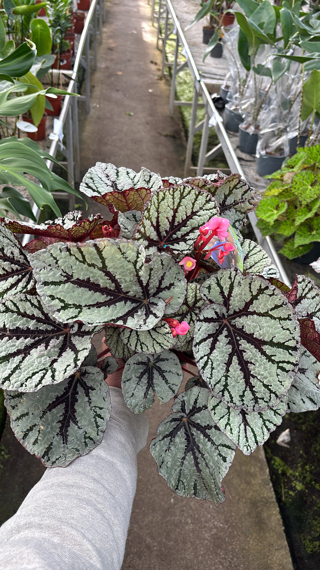 Bégonia Rex ‘Fedor’ – Pot 17 cm 🌿