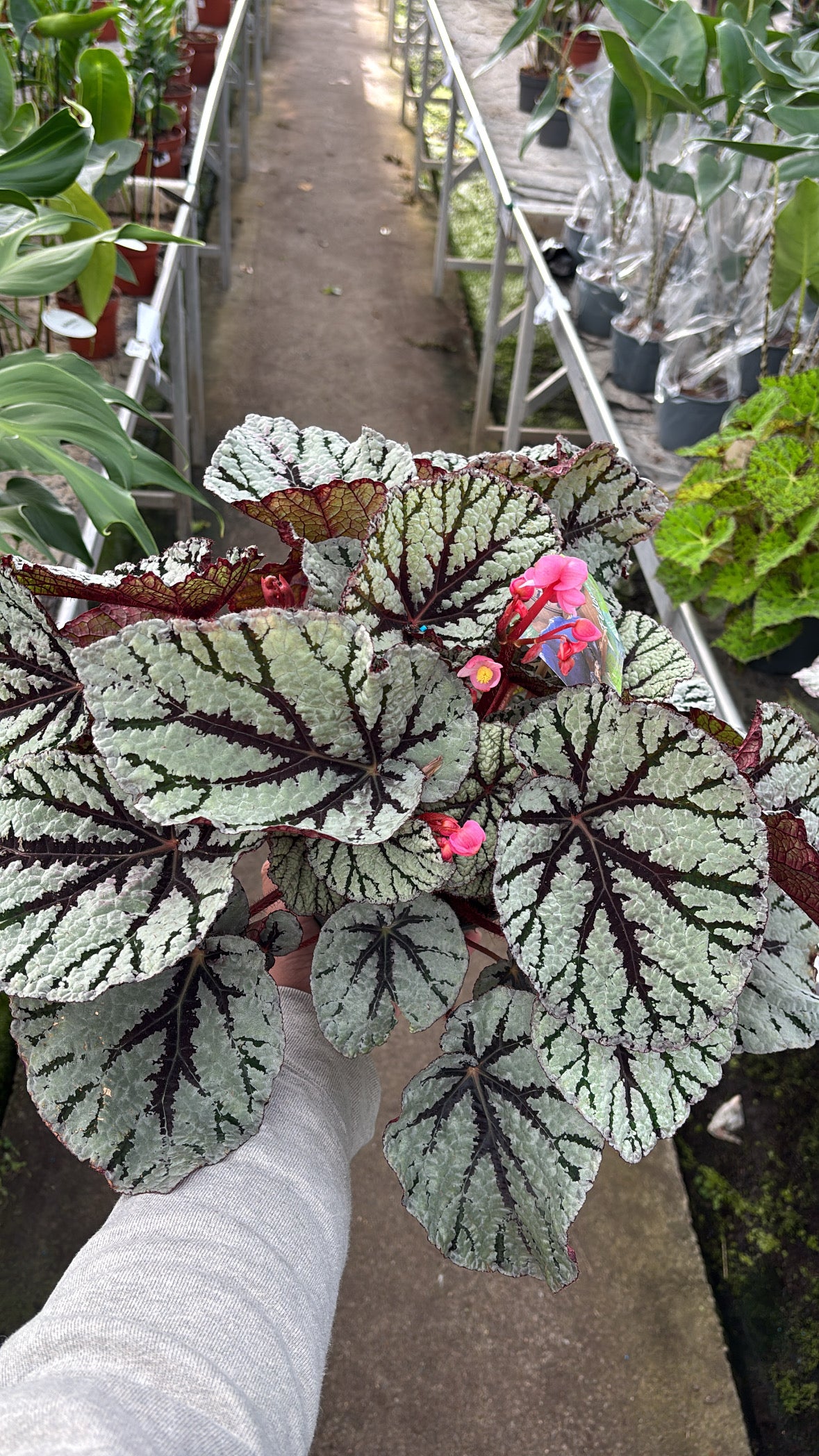 Bégonia Rex ‘Fedor’ – Pot 17 cm 🌿