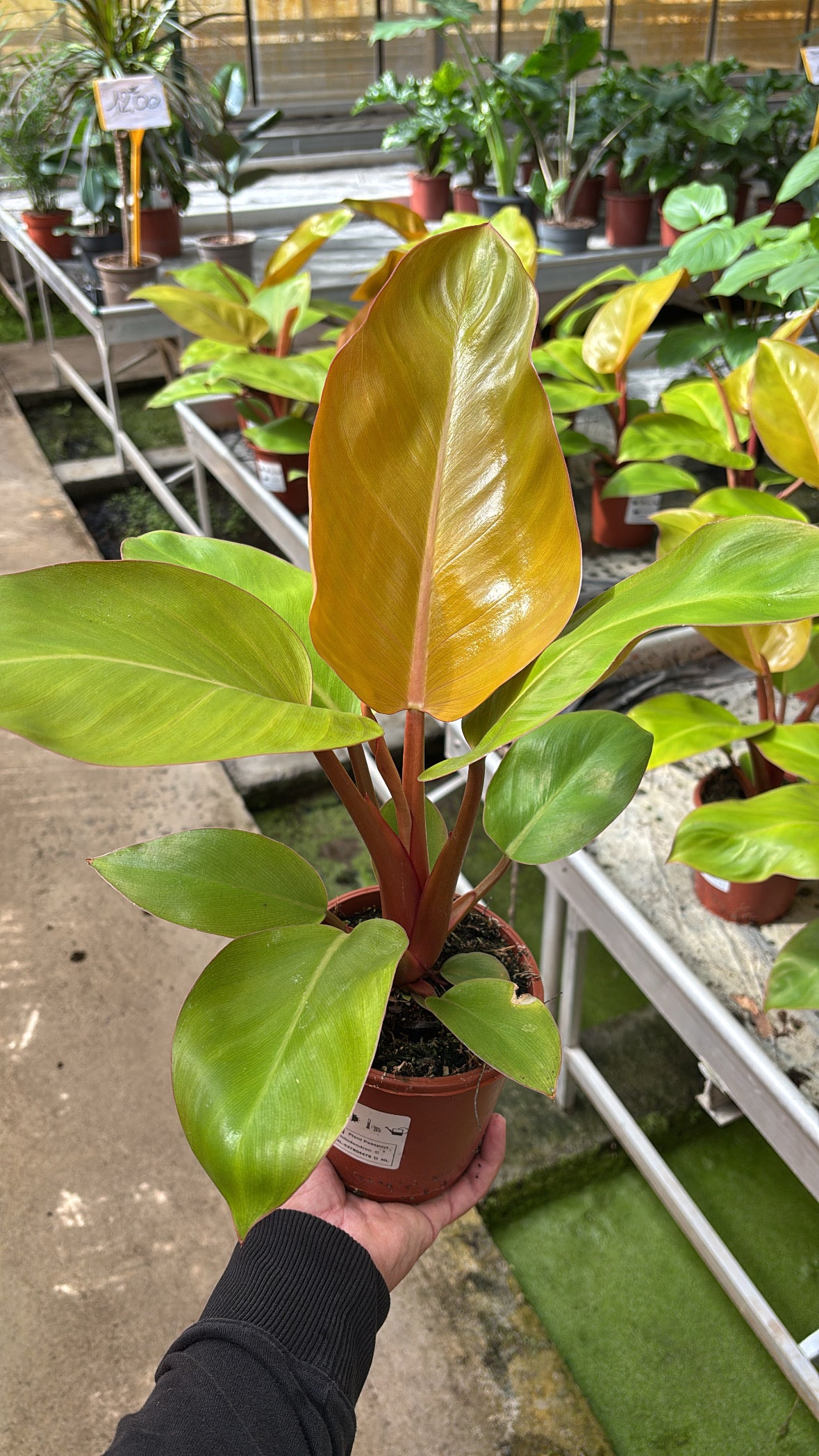 Philodendron Prince of Orange – Pot 14 cm