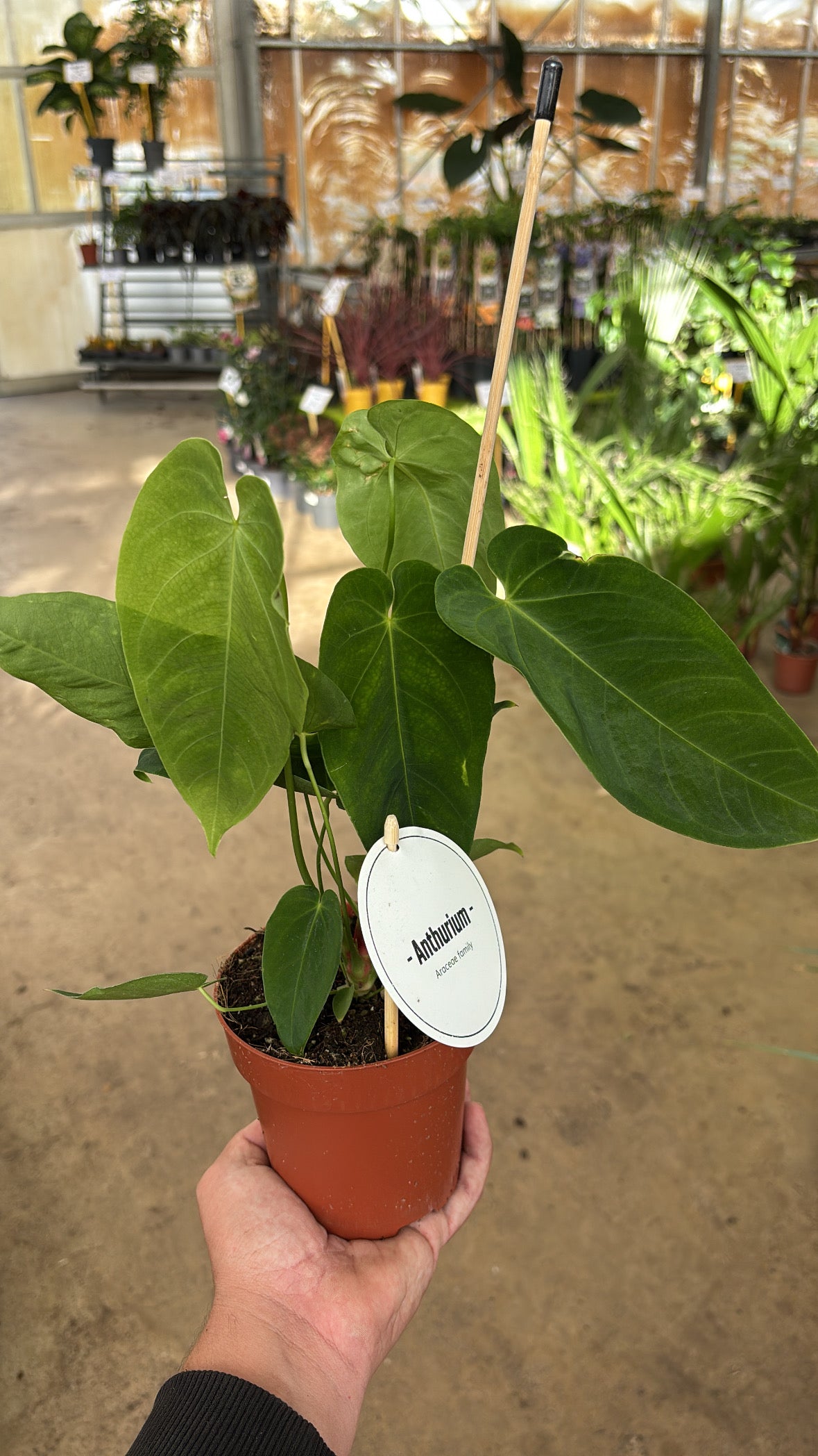 Anthurium queremalense – Pot 12 cm