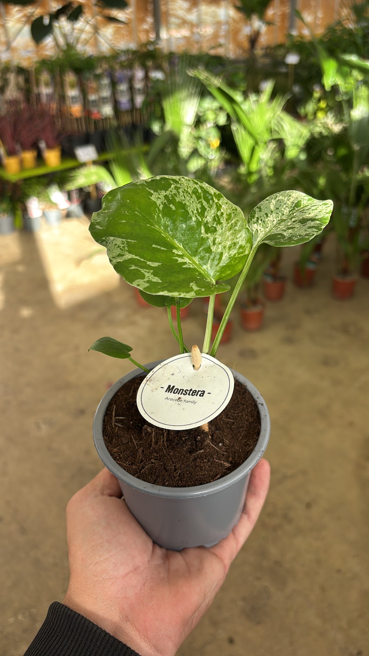 Monstera ‘Bulbasaur’ – Pot 10 cm