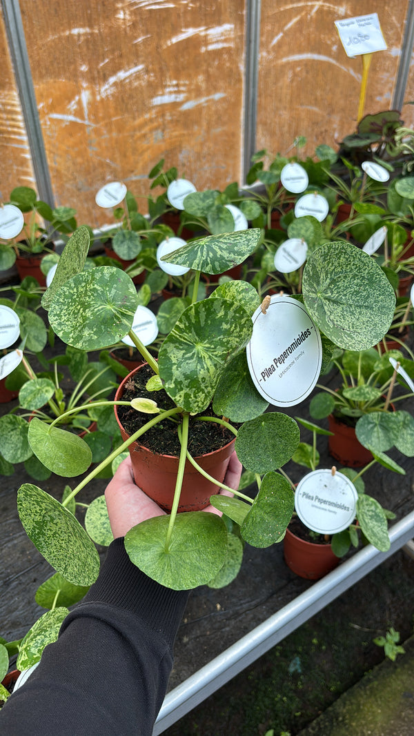 Pilea Mojito – Pot 12 cm