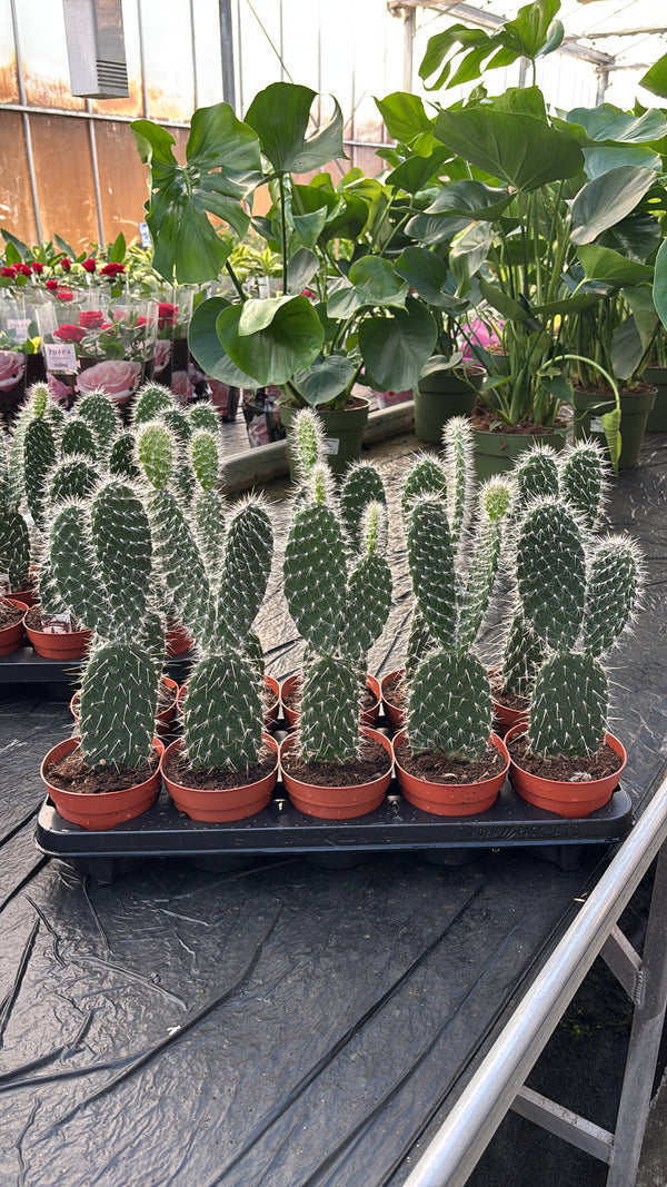 Opuntia Mickey – Pot 12 cm