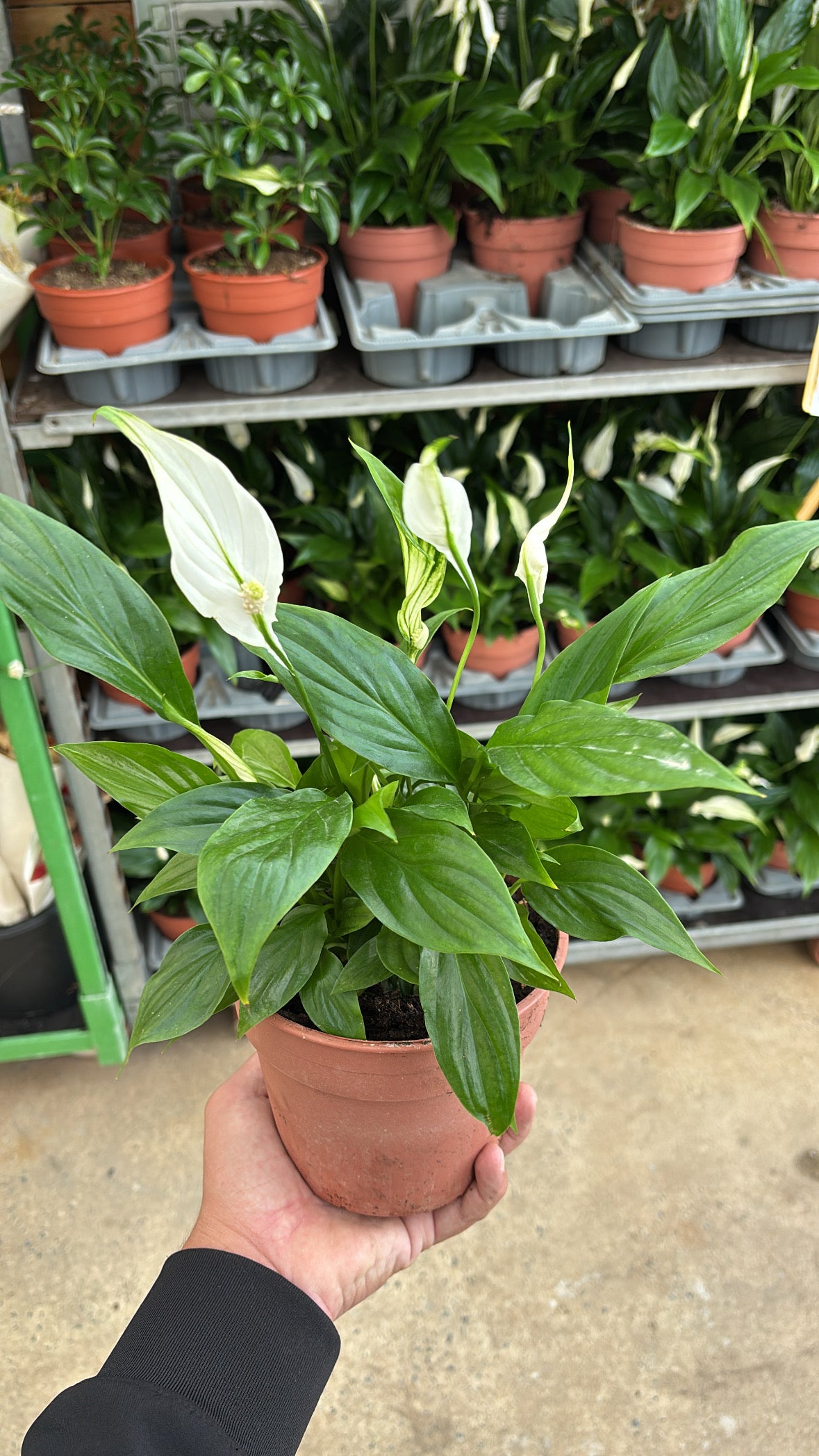 Spathiphyllum – Pot 14 cm