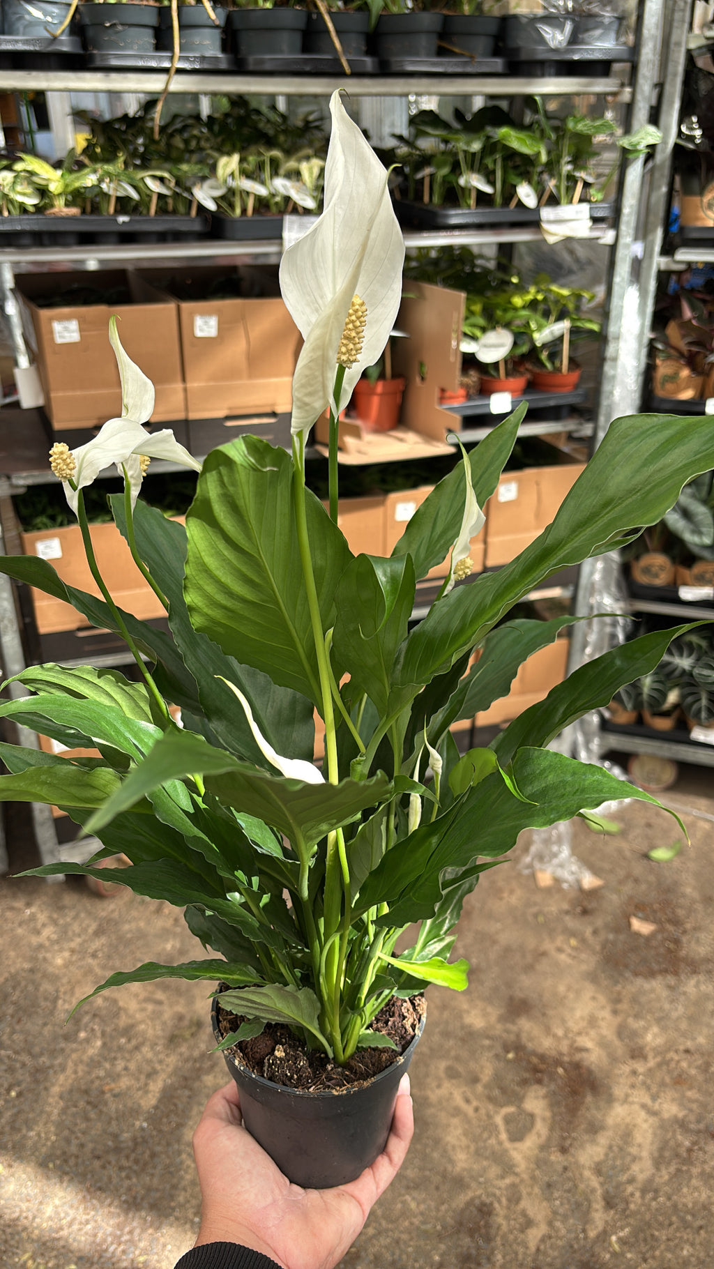 Spathiphyllum – Pot 12 cm 🌿