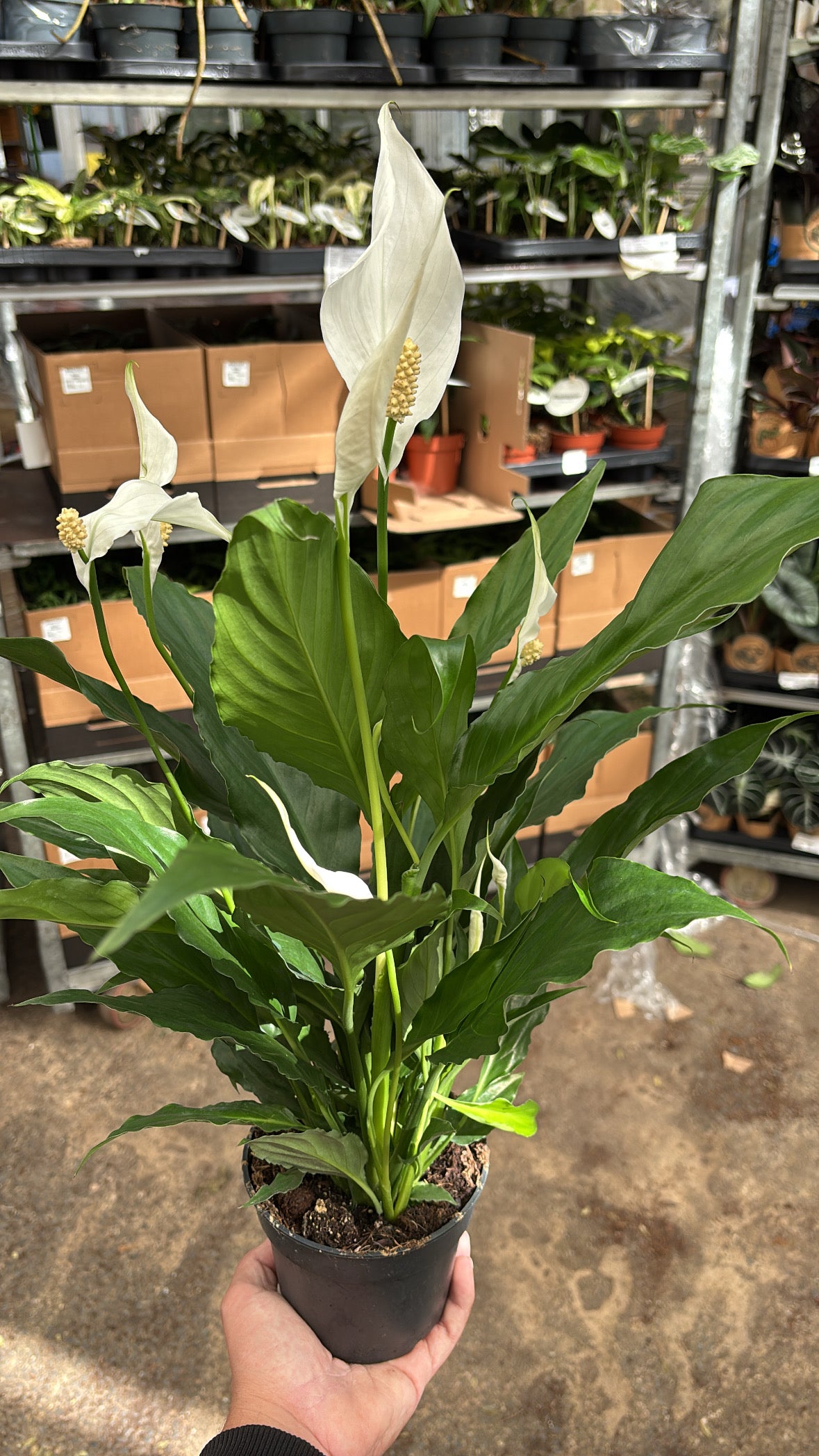 Spathiphyllum – Pot 12 cm 🌿