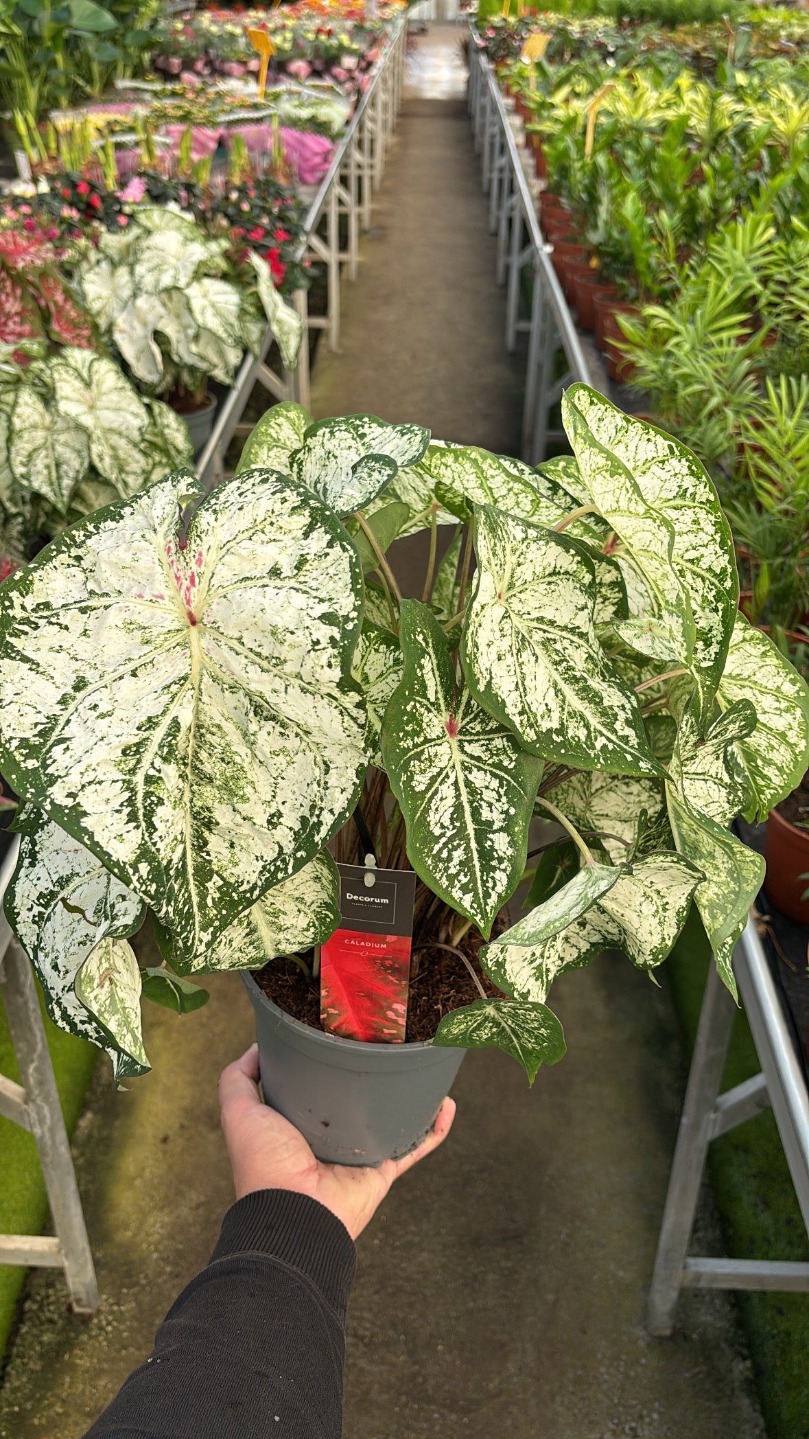 Caladium – Pot 17 cm