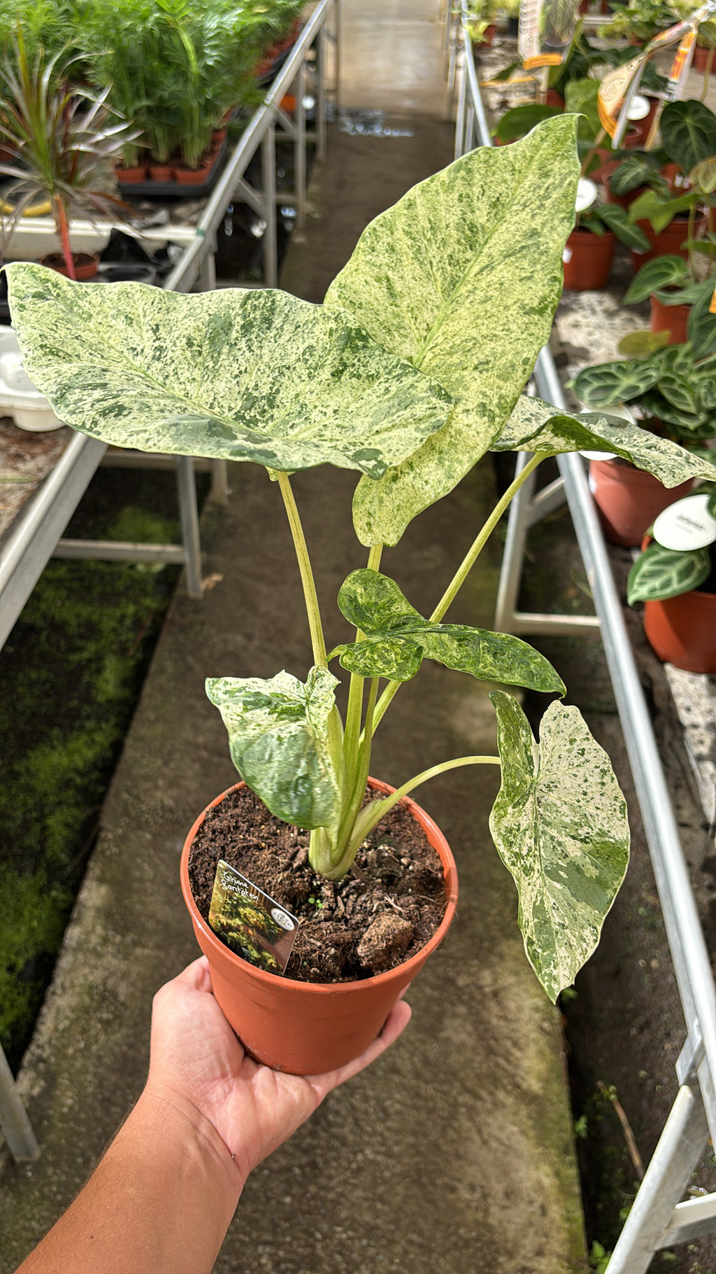 Alocasia Odora Batik pot 12cm