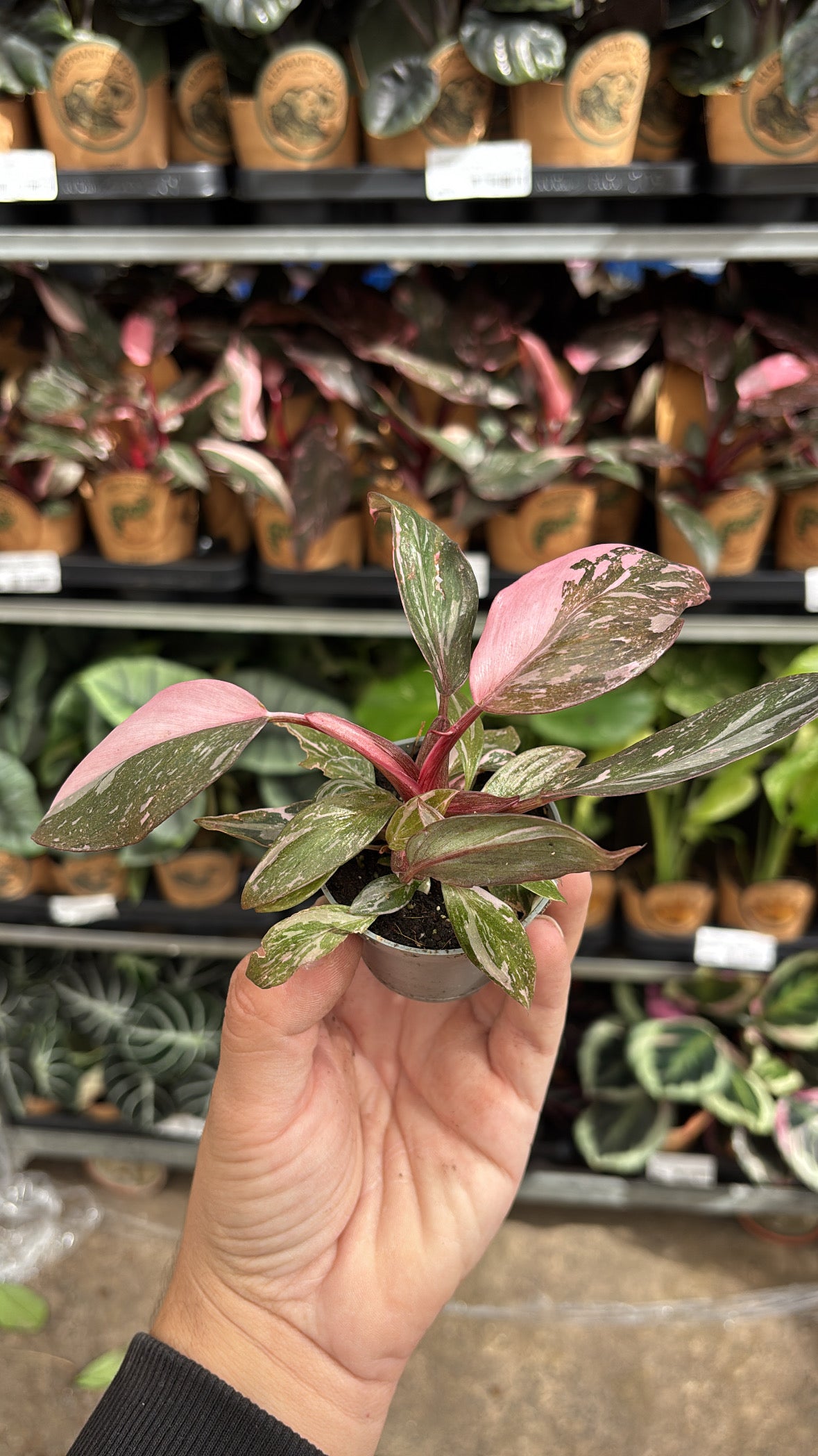 Philodendron Pink Princess Marble – Pot 6 cm 🌿💗