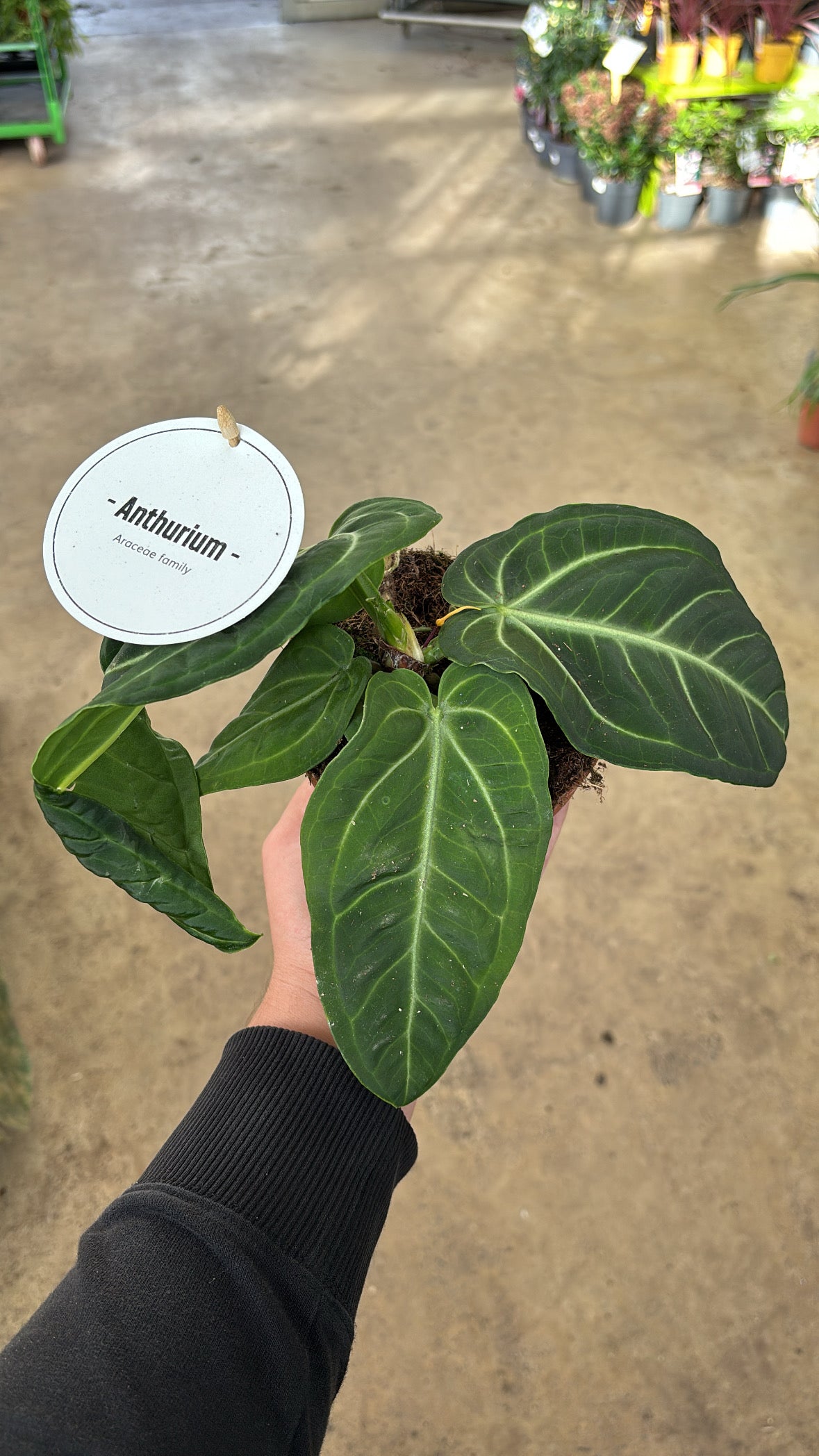 Anthurium villenaorum – Pot 12 cm