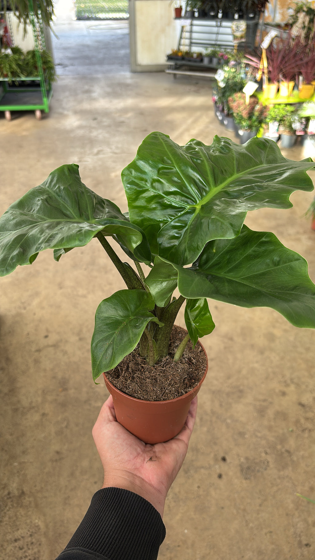 Alocasia ‘Low Rider’ – Pot 12 cm