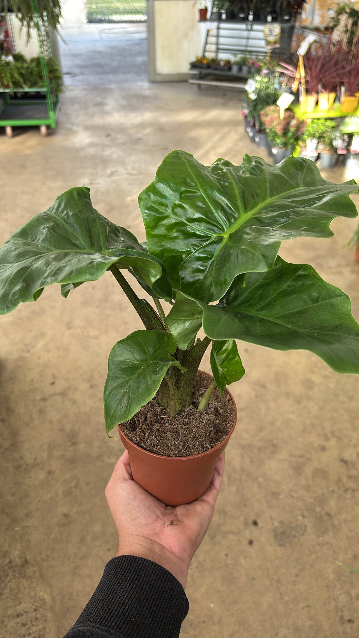 Alocasia ‘Low Rider’ – Pot 12 cm