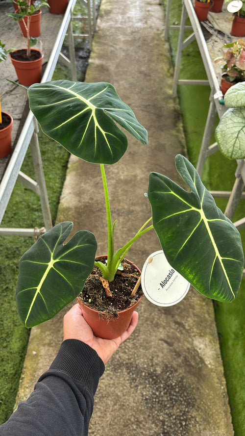 Alocasia Frydek