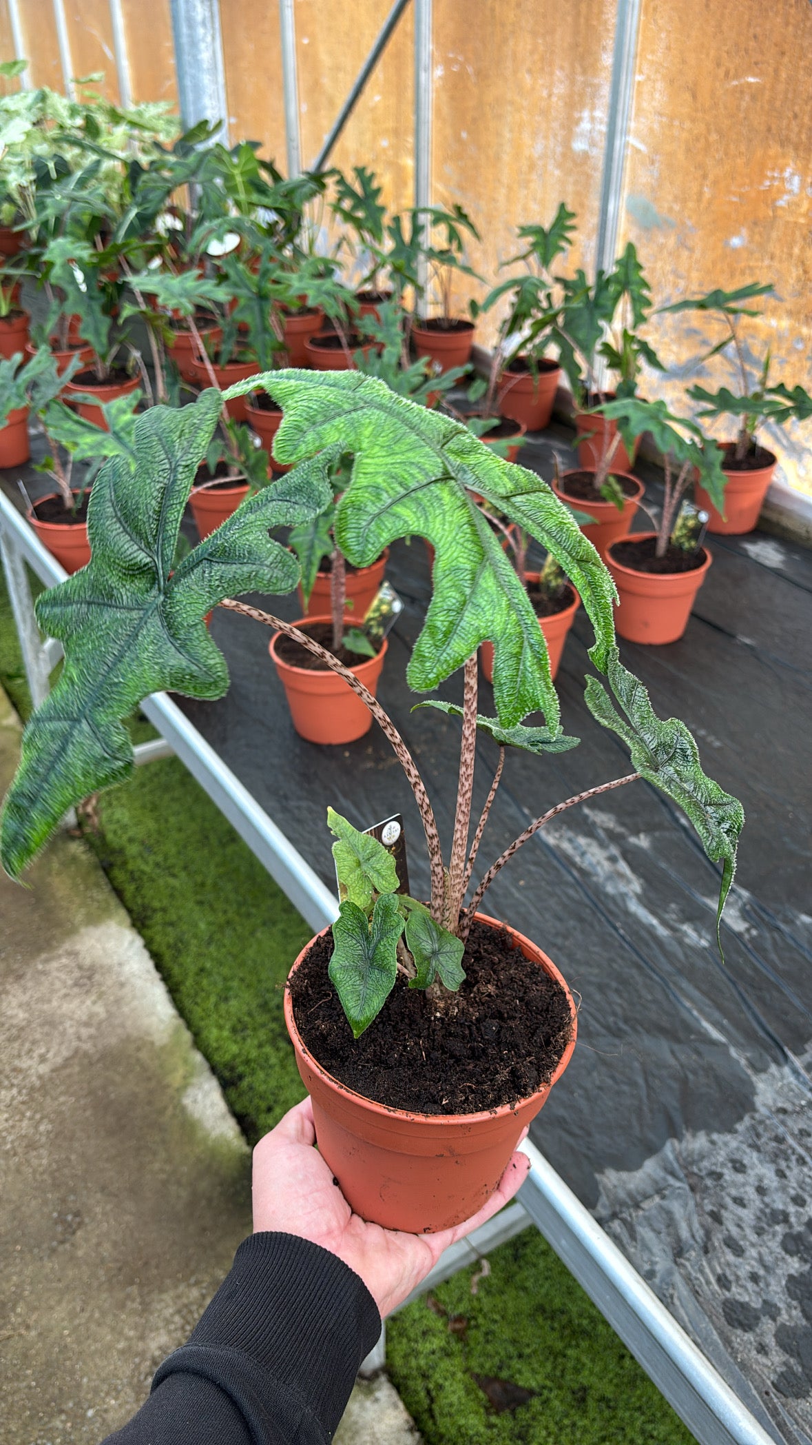 Alocasia Jacklyn pot 14cm