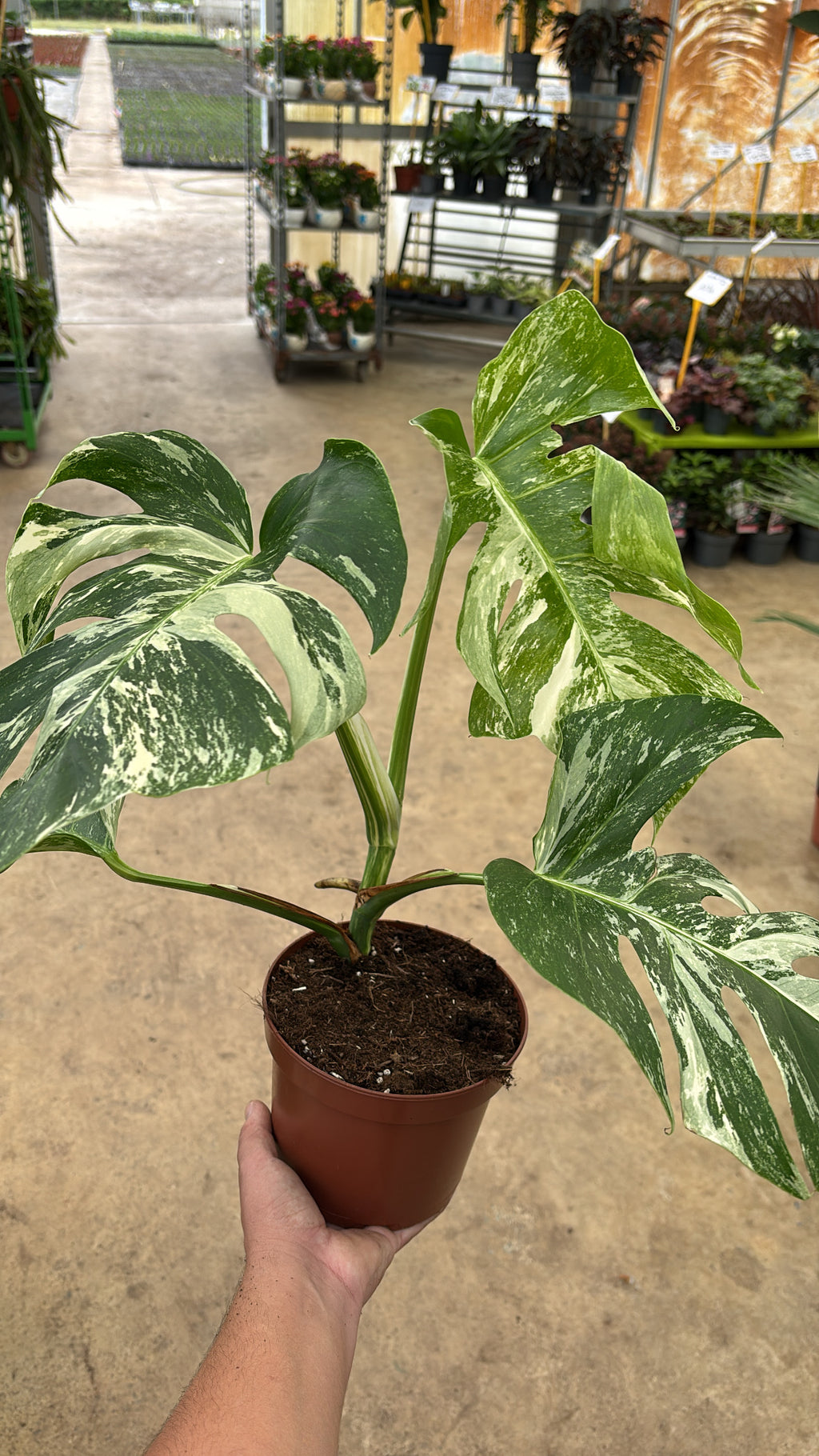 Monstera deliciosa ‘Variegata’ – Pot 17 cm