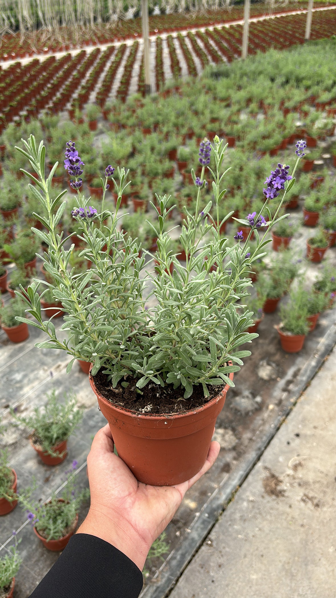 Lavande ‘Ardèche Blue’ – Pot 15 cm