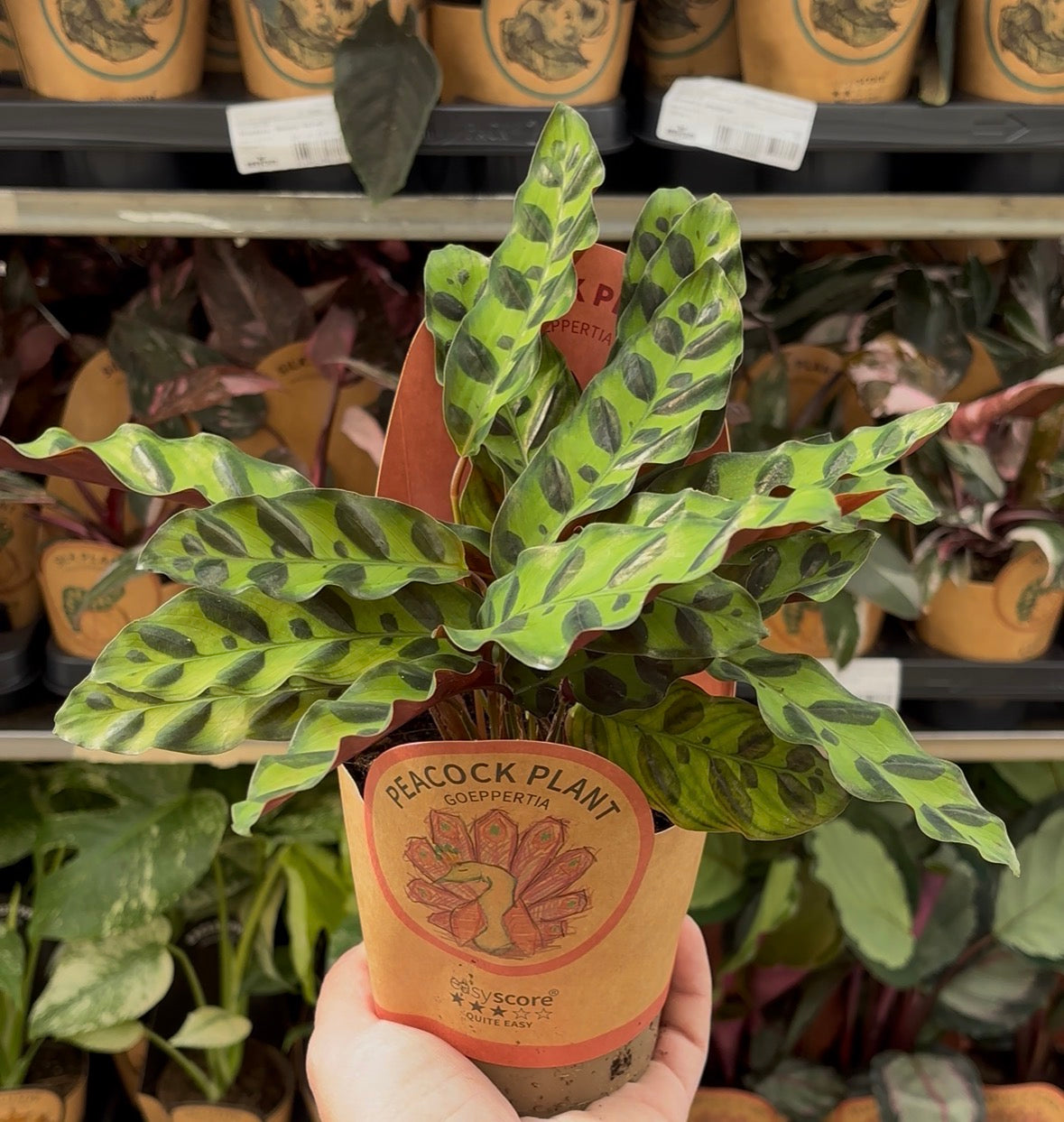 Calathea ‘Insignis’ – Pot 11 cm 🌿