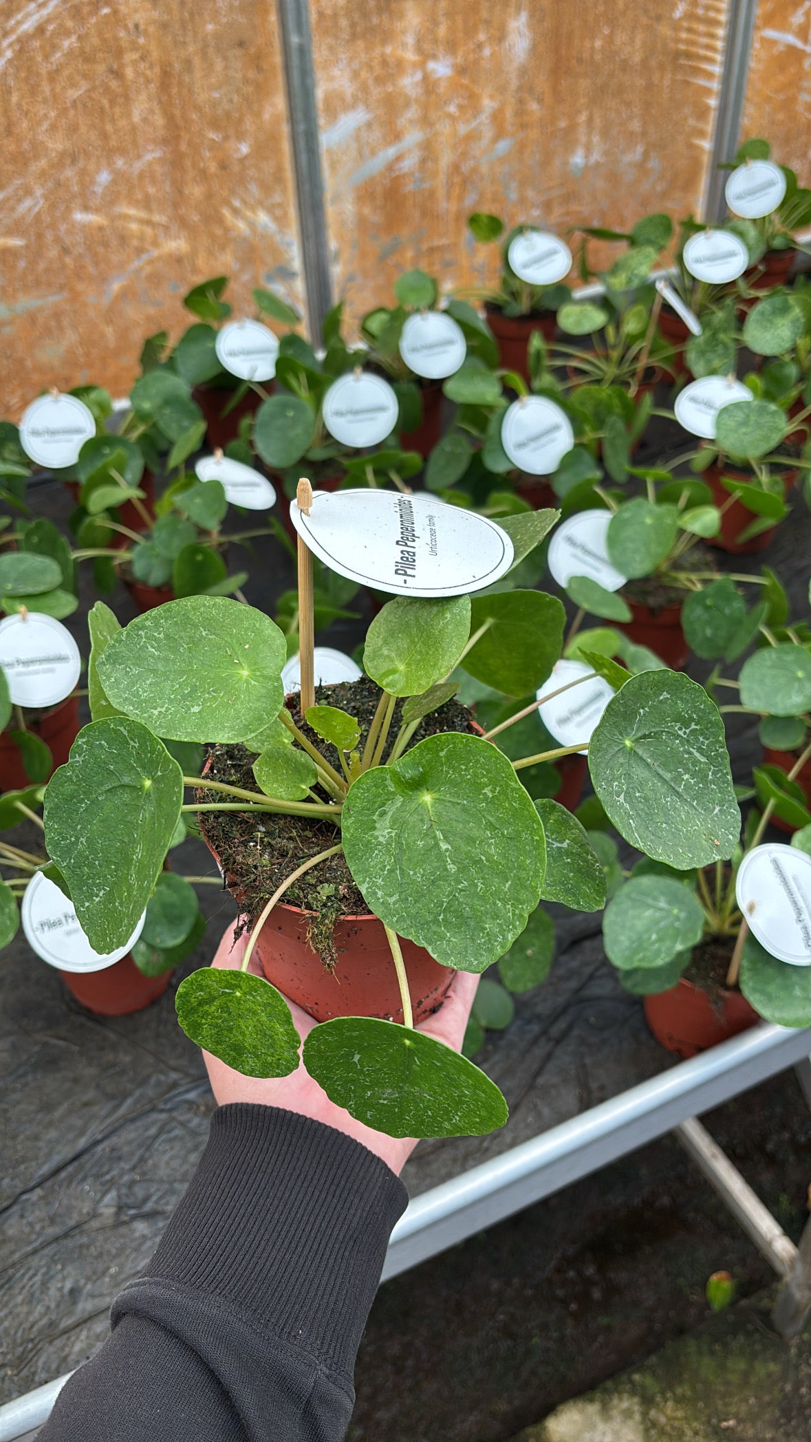 Pilea Sugar – Pot 12 cm