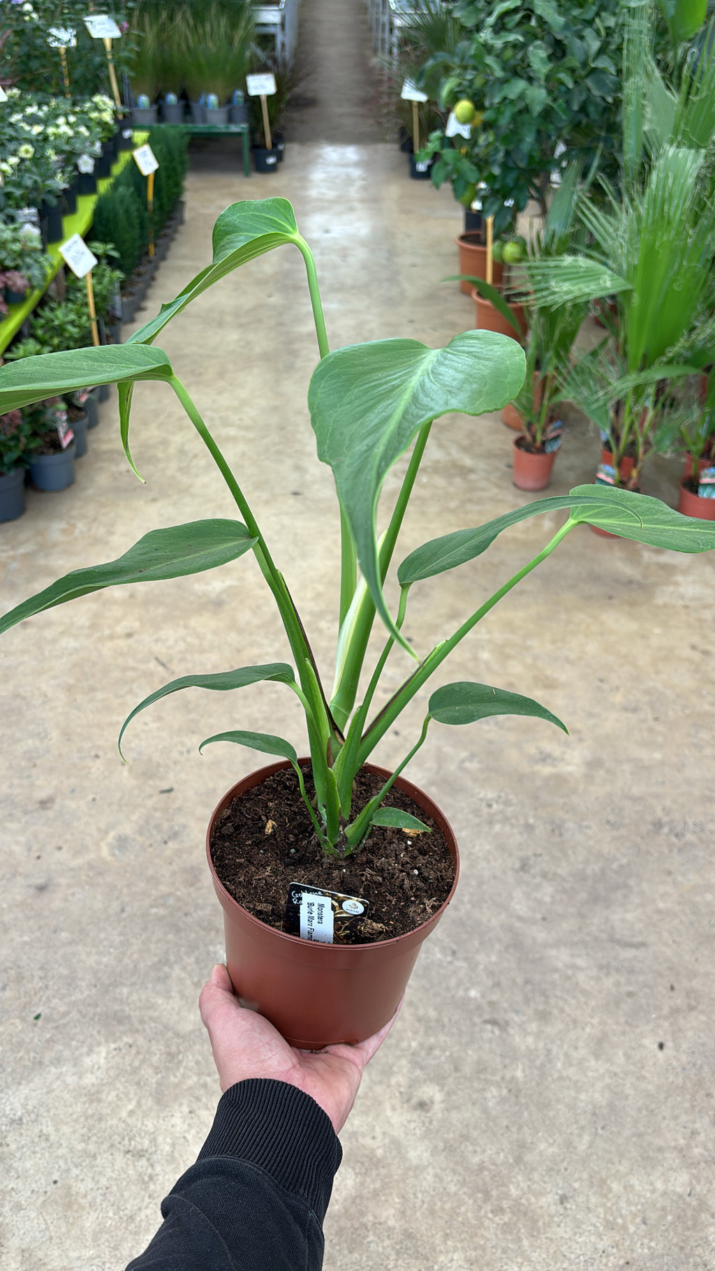 Monstera Burle Marx Flame – Pot 17 cm