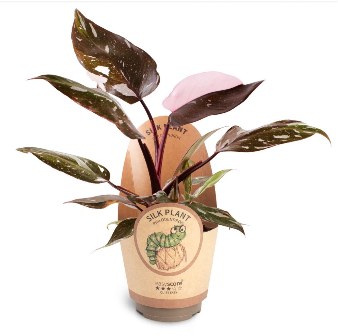 Philodendron ‘Red Anderson’ – Pot 11 cm 🌿💗