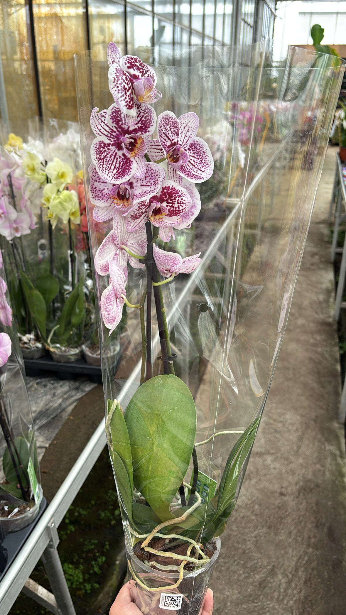 Phalaenopsis – 2 branches