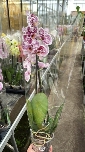 Phalaenopsis – 2 branches