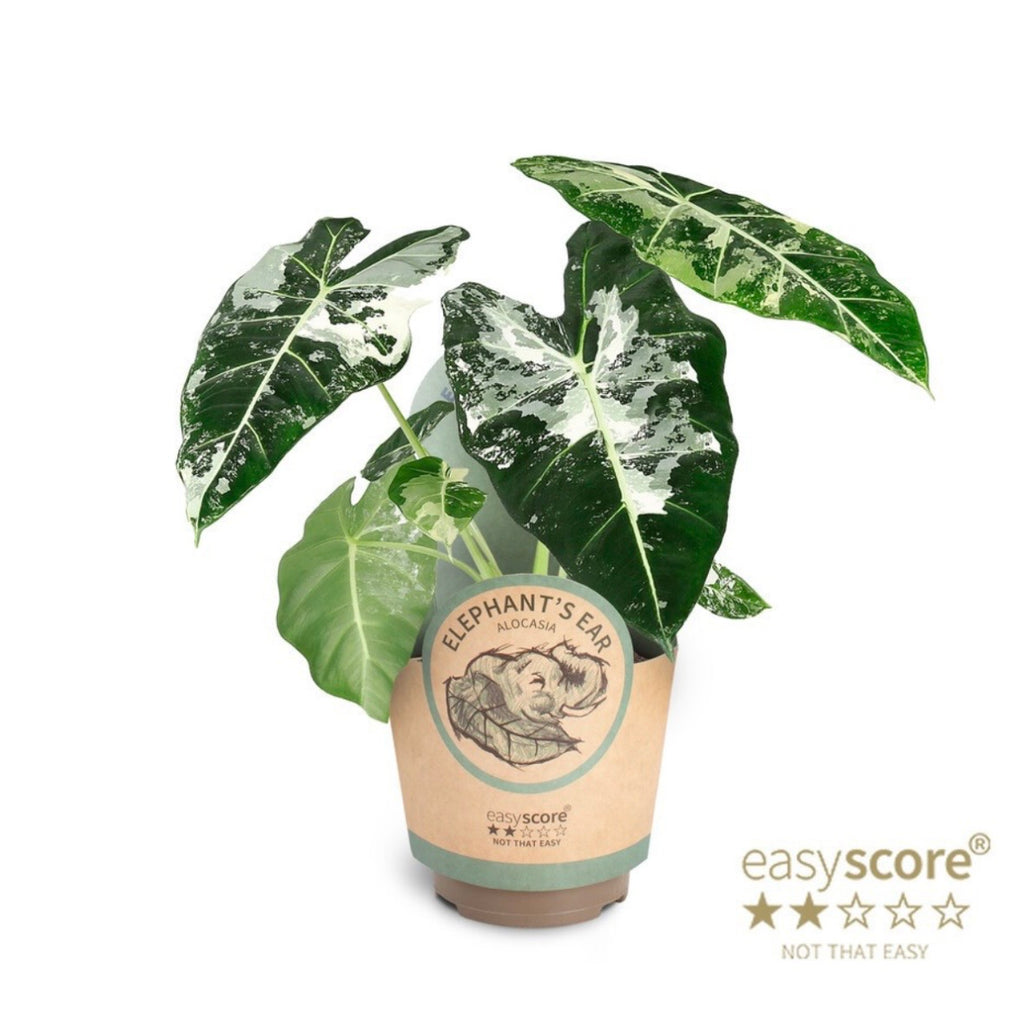 Alocasia Frydek Variegata – Pot 11 cm 🌿🤍