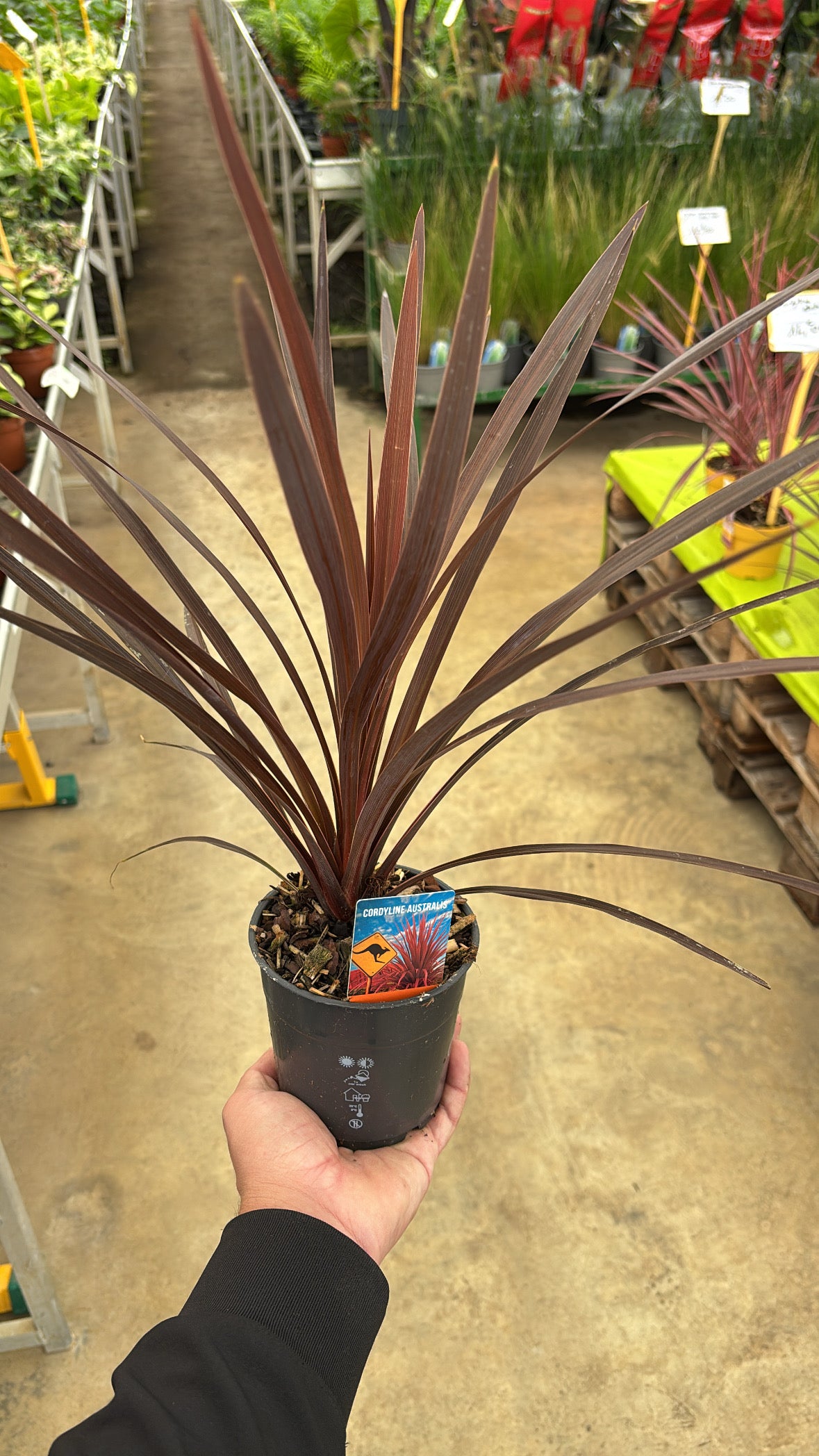 Cordyline australis ‘Red Star’ – Pot 12 cm
