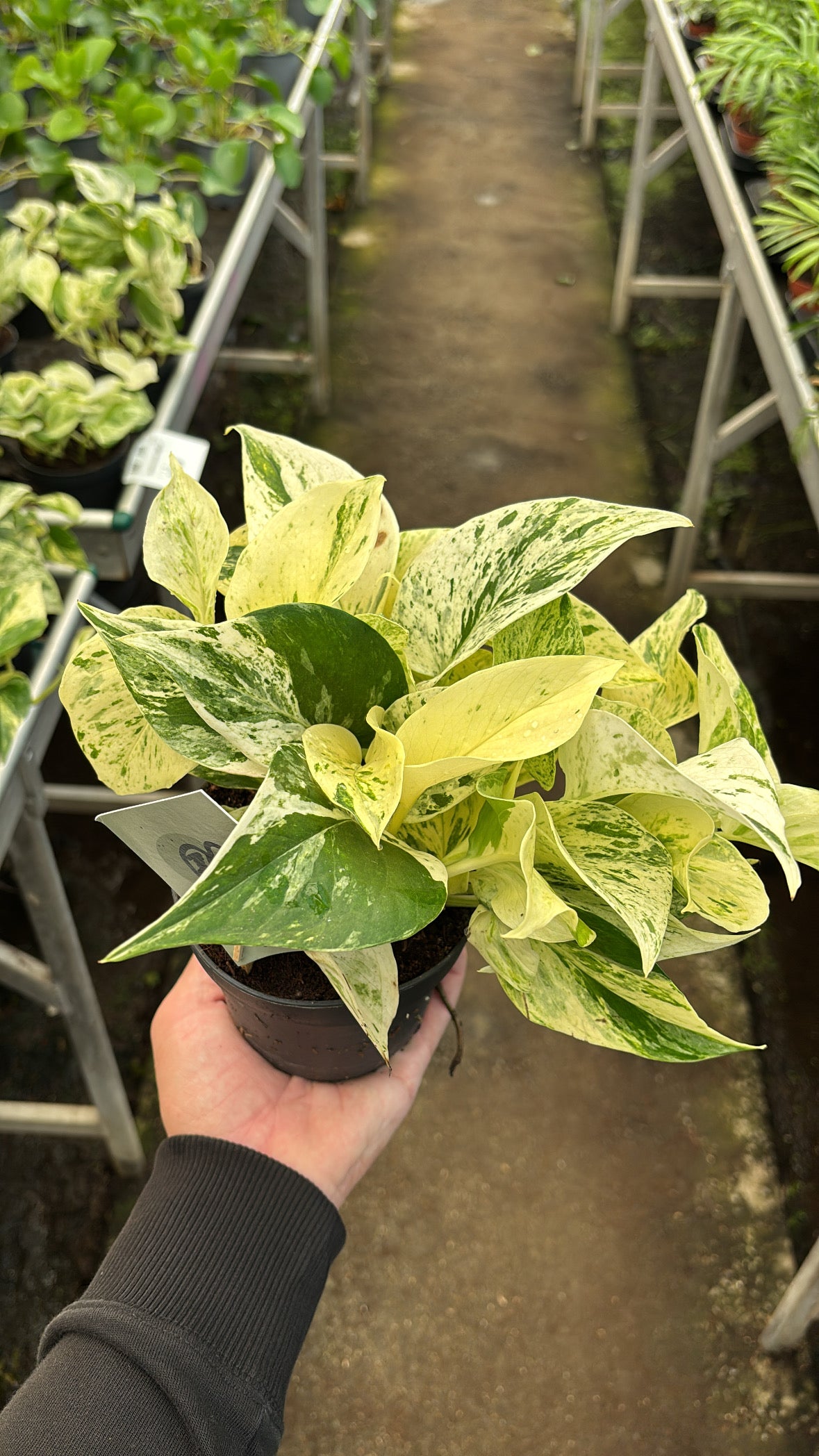 Epipremnum ‘Snow Leopard’ – Pot 12 cm
