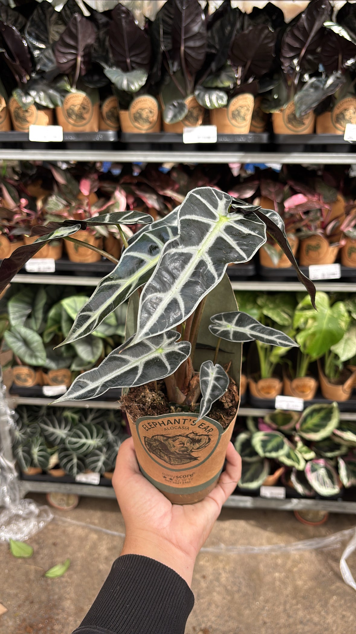 Alocasia Bambino – Pot 11 cm 🌿