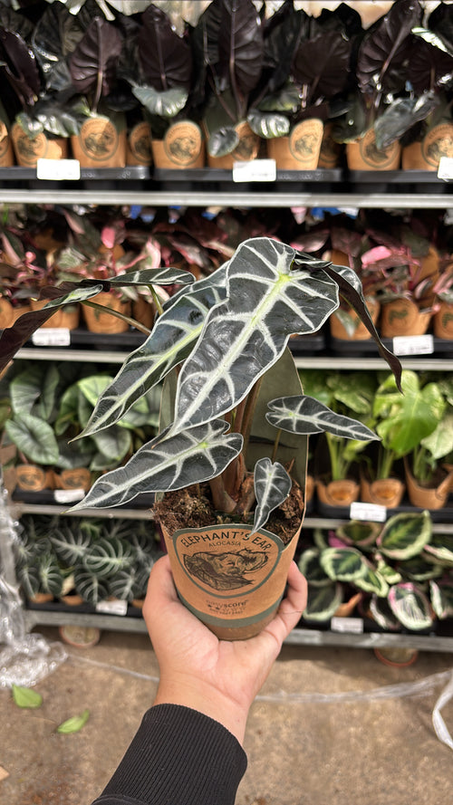 Alocasia Bambino – Pot 11 cm 🌿