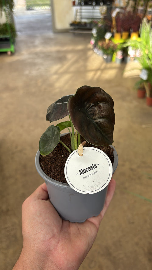 Alocasia cuprea ‘Red Secret’ – Pot 10 cm