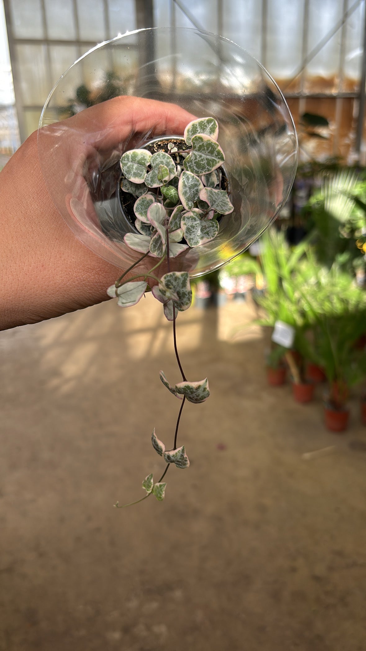 Ceropegia woodii ‘Variegata’ – Chaîne de cœurs panachée