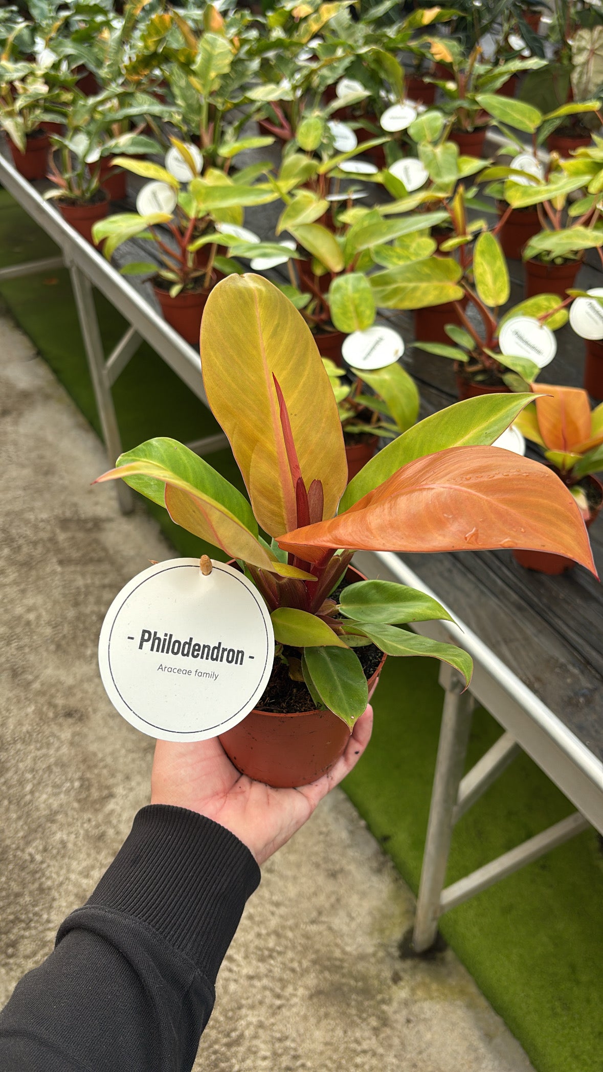 Philodendron Prince of Orange – Pot 12 cm